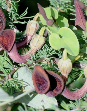 Fotografia 18 da espécie Aristolochia baetica no Jardim Botânico UTAD