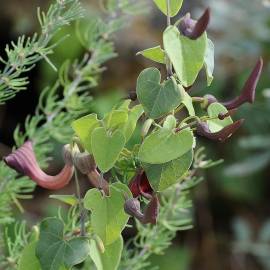 Fotografia da espécie Aristolochia baetica