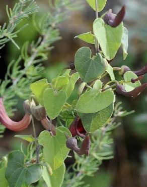 Fotografia 19 da espécie Aristolochia baetica no Jardim Botânico UTAD