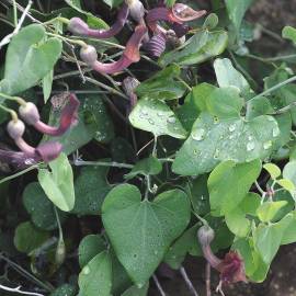 Fotografia da espécie Aristolochia baetica