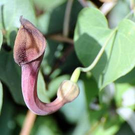 Fotografia da espécie Aristolochia baetica