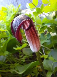 Fotografia da espécie Arisarum simorrhinum