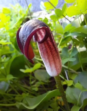 Fotografia 11 da espécie Arisarum simorrhinum no Jardim Botânico UTAD