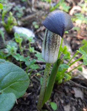 Fotografia 12 da espécie Arisarum simorrhinum no Jardim Botânico UTAD