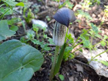 Fotografia da espécie Arisarum simorrhinum