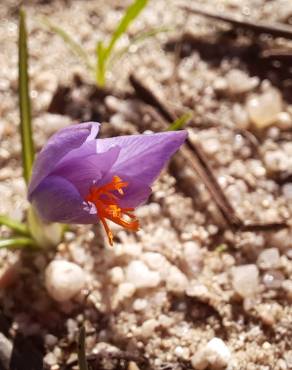 Fotografia 1 da espécie Crocus serotinus subesp. clusii no Jardim Botânico UTAD