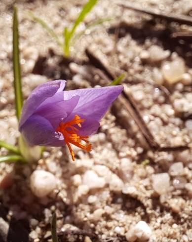 Fotografia de capa Crocus serotinus subesp. clusii - do Jardim Botânico