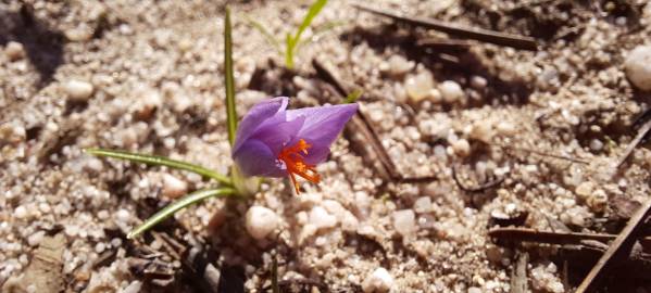 Fotografia da espécie Crocus serotinus subesp. clusii