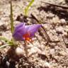 Fotografia 1 da espécie Crocus serotinus subesp. clusii do Jardim Botânico UTAD