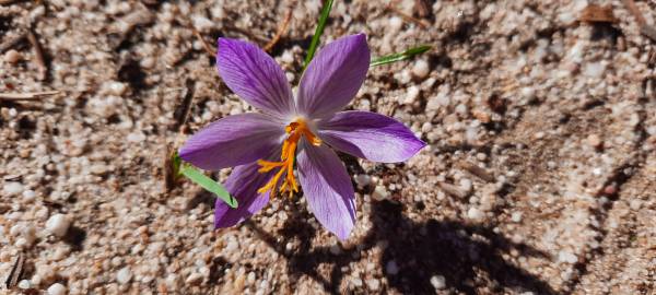 Fotografia da espécie Crocus serotinus subesp. clusii