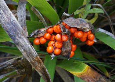 Fotografia da espécie Iris foetidissima