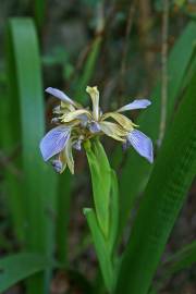 Fotografia da espécie Iris foetidissima