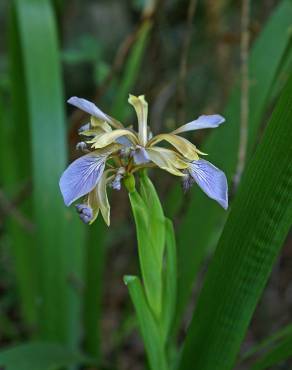 Fotografia 11 da espécie Iris foetidissima no Jardim Botânico UTAD