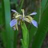 Fotografia 11 da espécie Iris foetidissima do Jardim Botânico UTAD