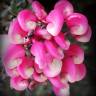 Fotografia 8 da espécie Grevillea lanigera do Jardim Botânico UTAD