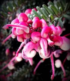 Fotografia da espécie Grevillea lanigera