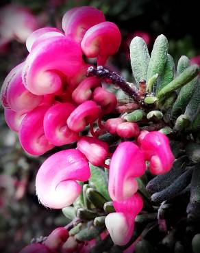 Fotografia 13 da espécie Grevillea lanigera no Jardim Botânico UTAD