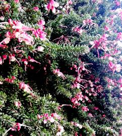 Fotografia da espécie Grevillea lanigera