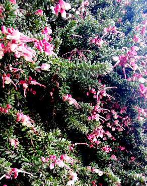 Fotografia 14 da espécie Grevillea lanigera no Jardim Botânico UTAD