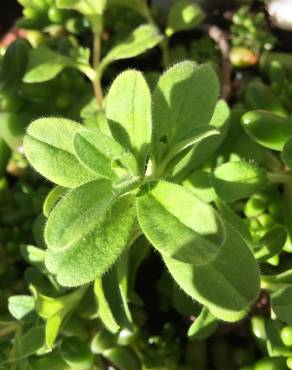 Fotografia 11 da espécie Cerastium glomeratum no Jardim Botânico UTAD