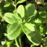 Fotografia 11 da espécie Cerastium glomeratum do Jardim Botânico UTAD