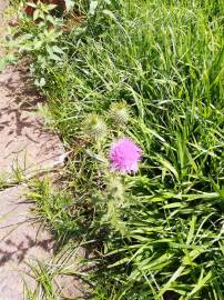 Fotografia da espécie Cirsium vulgare