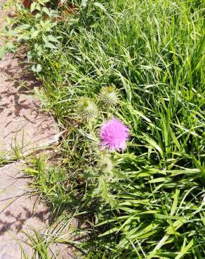 Fotografia 14 da espécie Cirsium vulgare no Jardim Botânico UTAD