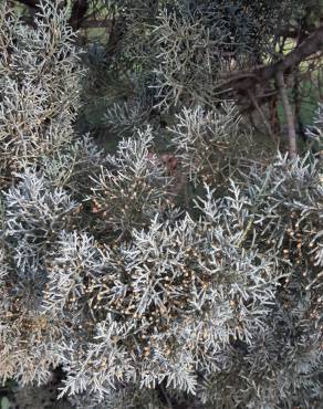 Fotografia 11 da espécie Cupressus arizonica no Jardim Botânico UTAD