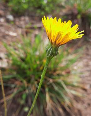 Fotografia 5 da espécie Hypochaeris radicata var. radicata no Jardim Botânico UTAD