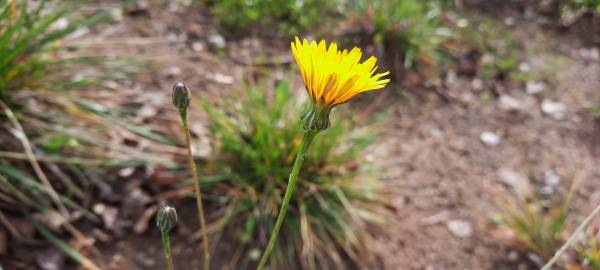 Fotografia da espécie Hypochaeris radicata var. radicata