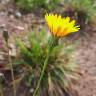 Fotografia 5 da espécie Hypochaeris radicata var. radicata do Jardim Botânico UTAD