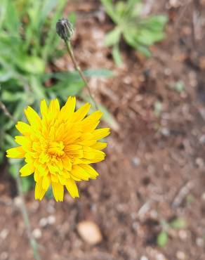 Fotografia 6 da espécie Hypochaeris radicata var. radicata no Jardim Botânico UTAD