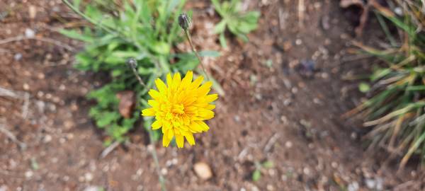 Fotografia da espécie Hypochaeris radicata var. radicata