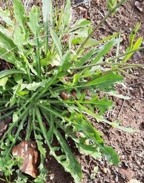 Fotografia 7 da espécie Hypochaeris radicata var. radicata no Jardim Botânico UTAD