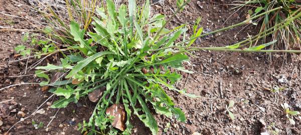 Fotografia da espécie Hypochaeris radicata var. radicata