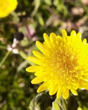 Fotografia da espécie Sonchus oleraceus