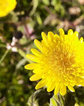 Fotografia 1 da espécie Sonchus oleraceus no Jardim Botânico UTAD