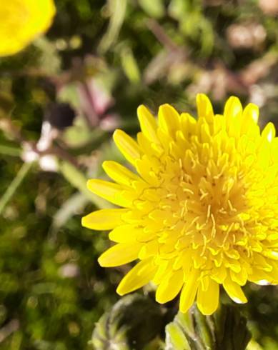 Fotografia de capa Sonchus oleraceus - do Jardim Botânico