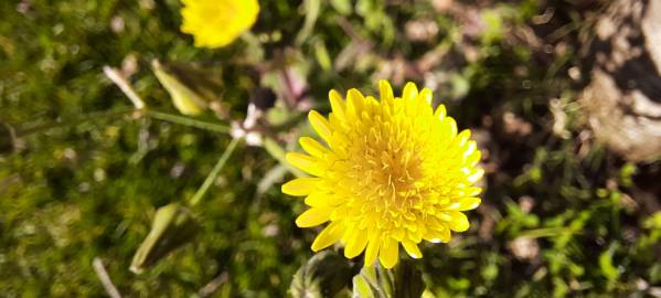 Fotografia da espécie Sonchus oleraceus