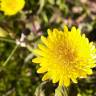 Fotografia 1 da espécie Sonchus oleraceus do Jardim Botânico UTAD