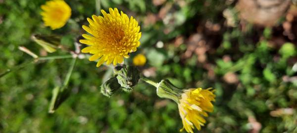 Fotografia da espécie Sonchus oleraceus