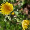 Fotografia 3 da espécie Sonchus oleraceus do Jardim Botânico UTAD