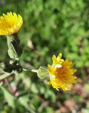 Fotografia 5 da espécie Sonchus oleraceus no Jardim Botânico UTAD