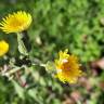 Fotografia 5 da espécie Sonchus oleraceus do Jardim Botânico UTAD