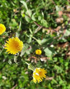 Fotografia 6 da espécie Sonchus oleraceus no Jardim Botânico UTAD