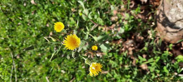 Fotografia da espécie Sonchus oleraceus