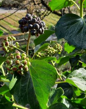 Fotografia 10 da espécie Hedera hibernica no Jardim Botânico UTAD