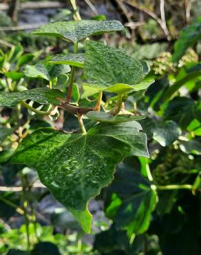 Fotografia 11 da espécie Hedera hibernica no Jardim Botânico UTAD