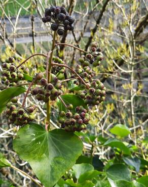 Fotografia 12 da espécie Hedera hibernica no Jardim Botânico UTAD