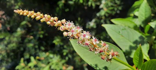 Fotografia da espécie Phytolacca americana